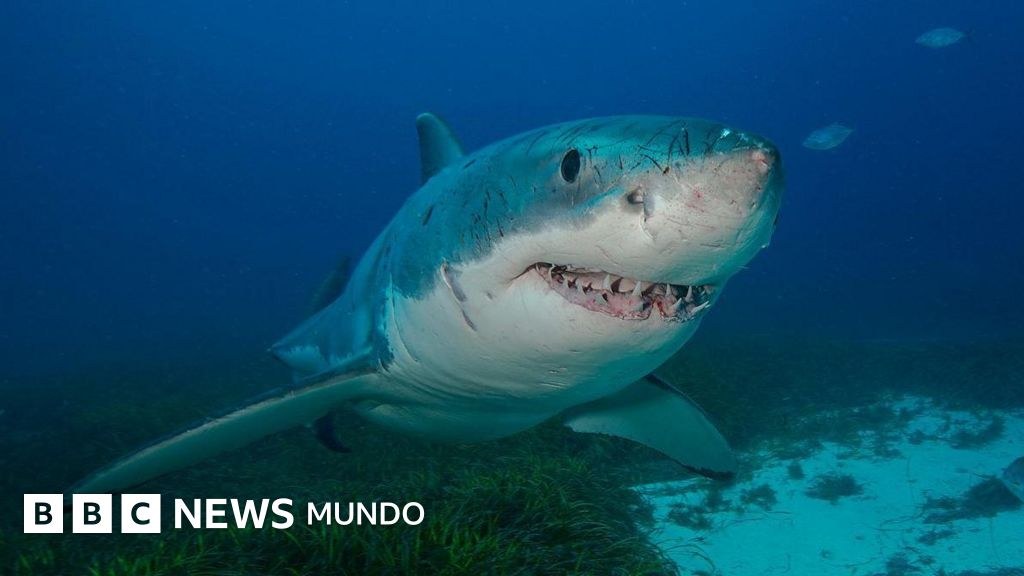 Buenos para las matemáticas y amantes del jazz: 8 rasgos extraordinarios que probablemente no sabías sobre los tiburones