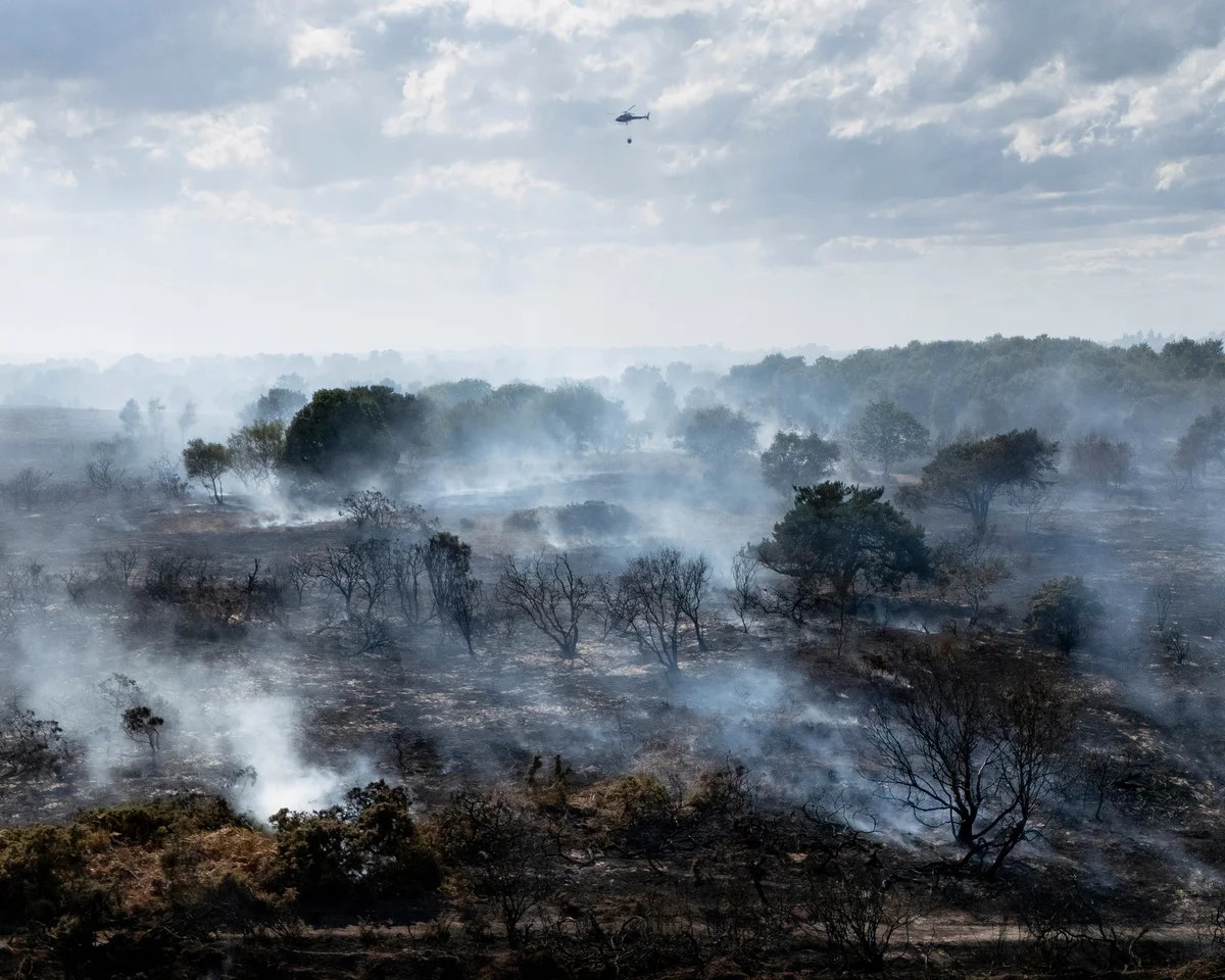 Calls to ban disposable barbecues in England and Wales over wildfire risk